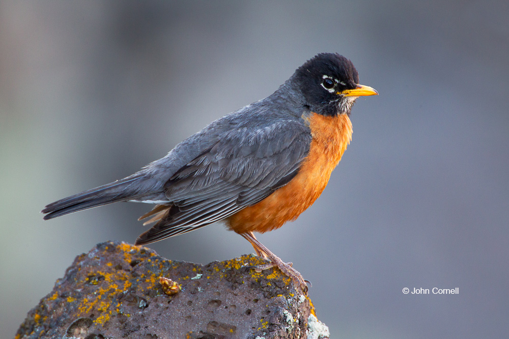 American Robin;One;Turdus migratorius;avifauna;bird;birds;color image;color photograph;feather;feathered;feathers;natural;nature;outdoor;outdoors;wild;wilderness;wildlife